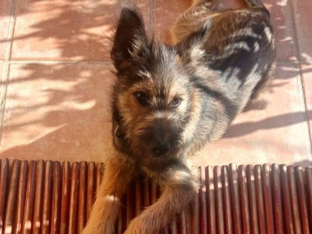 Adotta il cane Oreste a Nuoro