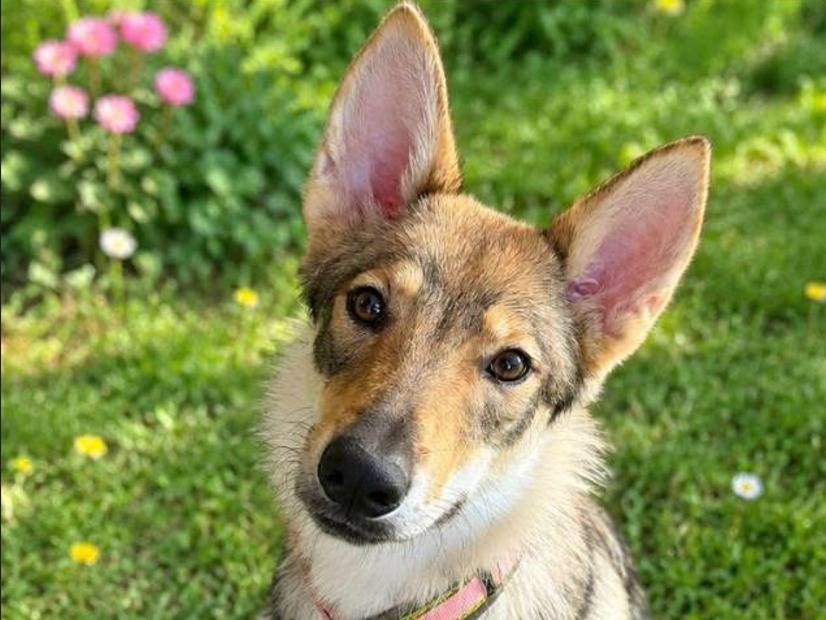 Adotta un cane, femmina, 7 mesi, Brescia