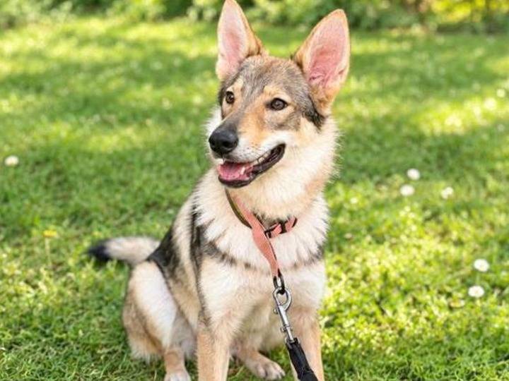 Adotta un cane, taglia media, femmina, Brescia