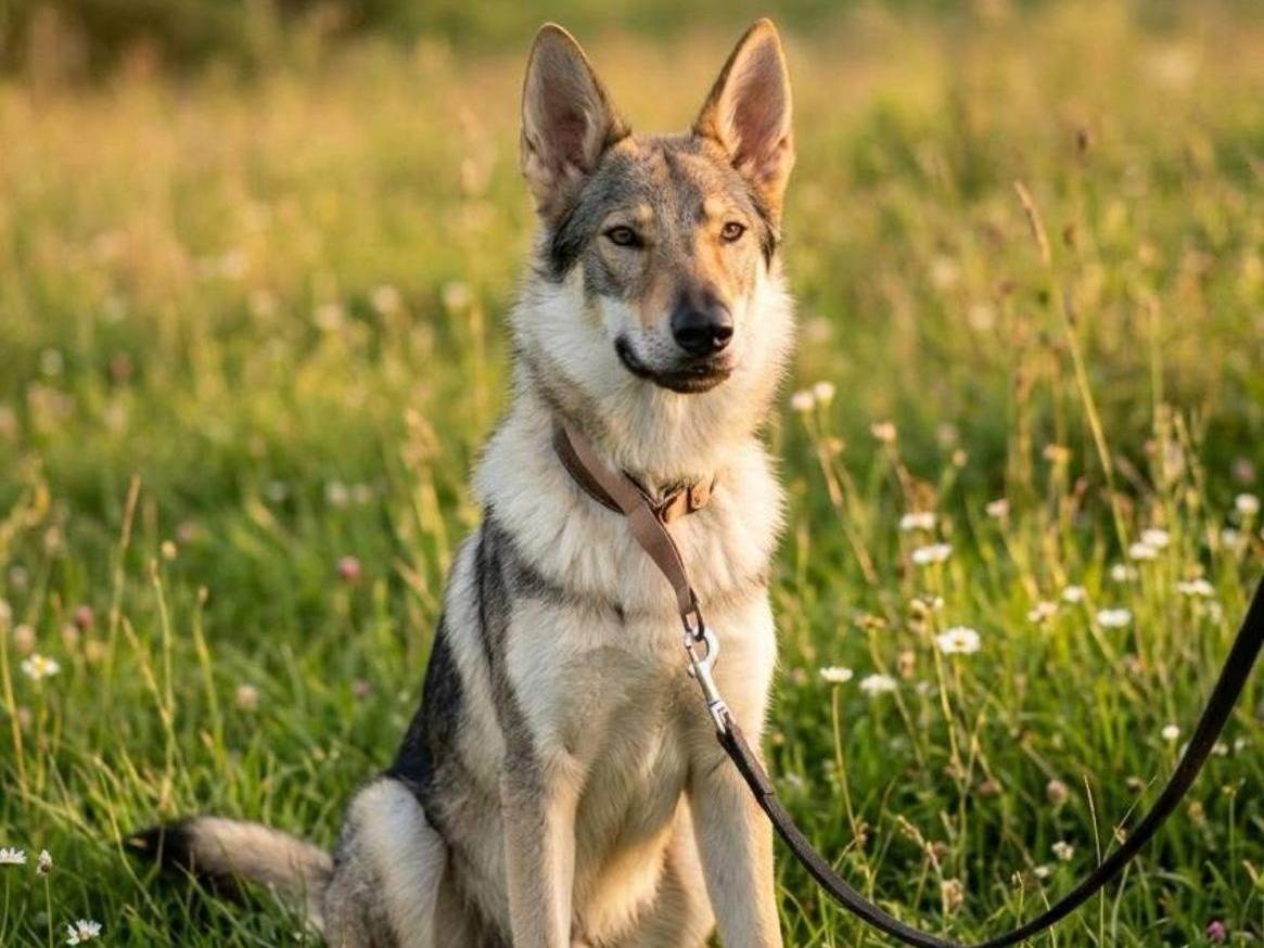 Vuoi adottare un cane a Brescia?