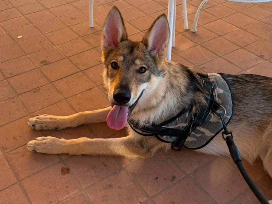 Adotta il cane Freya a Brescia