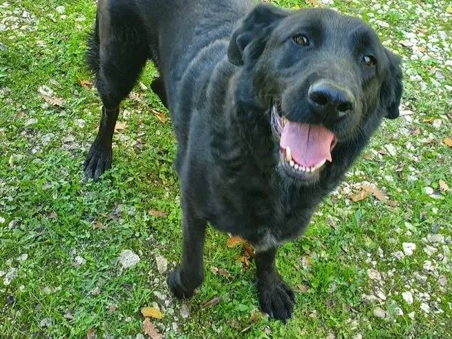 Adozione cane, maschio, Razza sconosciuta Razza sconosciuta, 5 anni e 6 mesi, taglia gigante, Campobasso