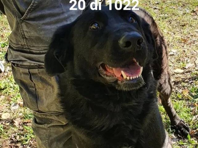 Adotta un cane, maschio, 5 anni e 6 mesi, Campobasso