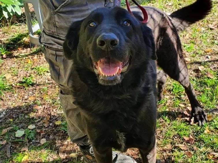 Adotta un cane, taglia gigante, maschio, Campobasso