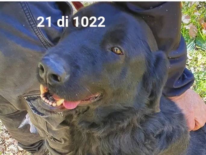 Vuoi adottare un cane a Campobasso?