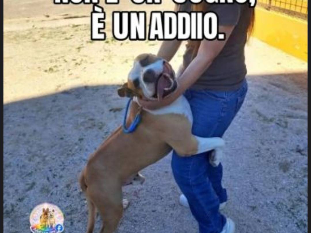 Adozione cane, maschio, American Staffordshire Terrier Razza sconosciuta, 5 anni e 5 mesi, taglia grande, Caserta