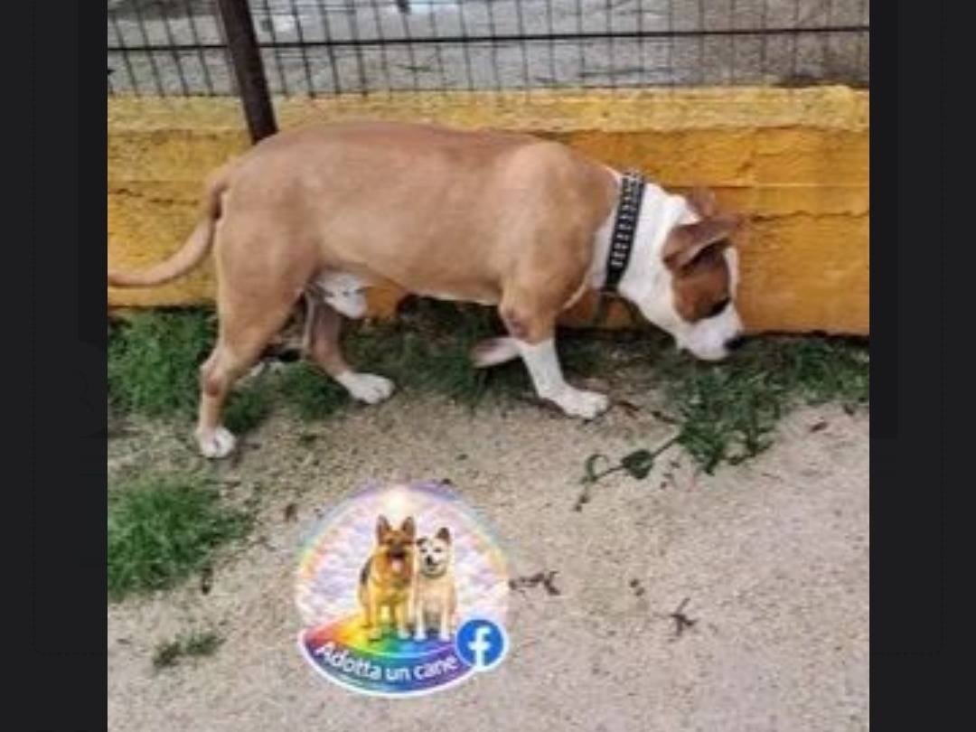Adotta un cane, maschio, 5 anni e 5 mesi, Caserta