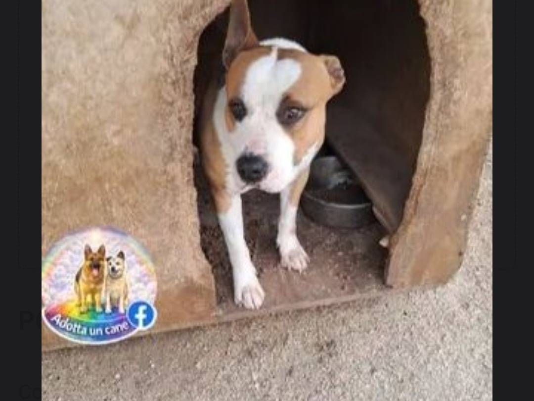 Adotta un cane, taglia grande, maschio, Caserta