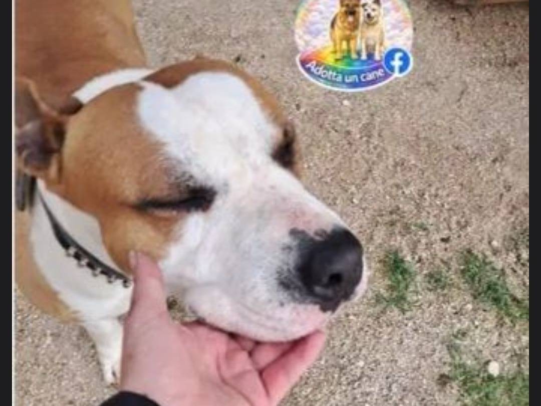Vuoi adottare un cane a Caserta?