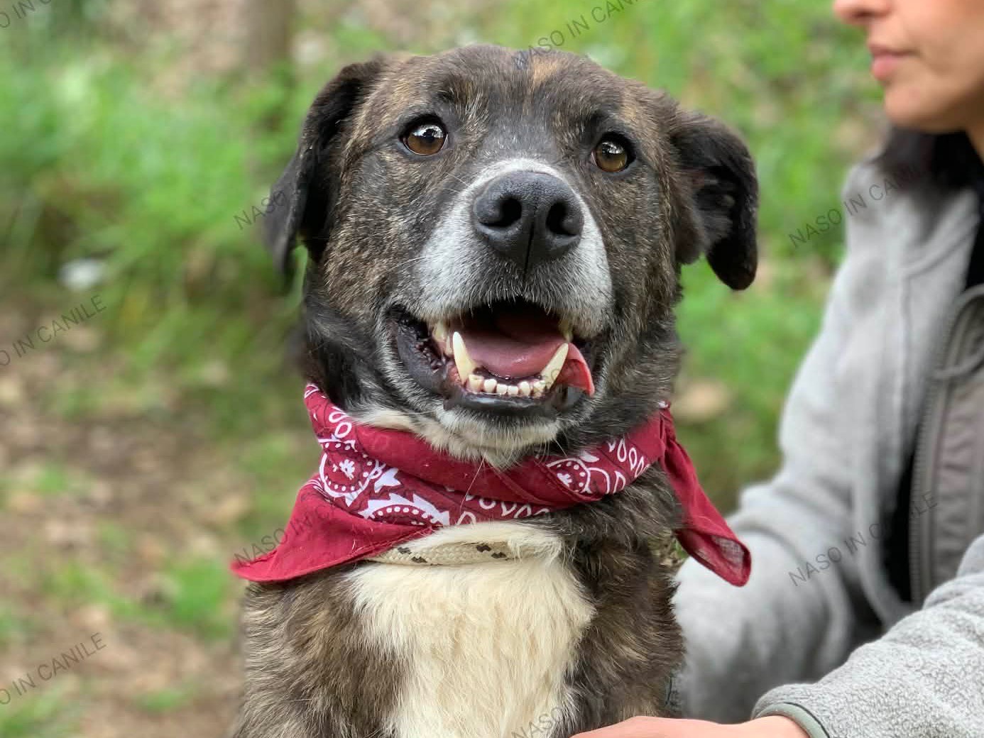 Adozione cane, maschio, Razza sconosciuta Razza sconosciuta, 3 anni e 4 mesi, taglia media, Latina