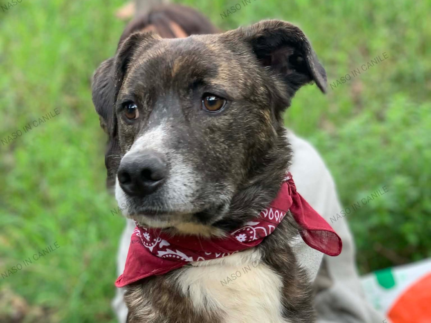 Adotta un cane, maschio, 3 anni e 4 mesi, Latina