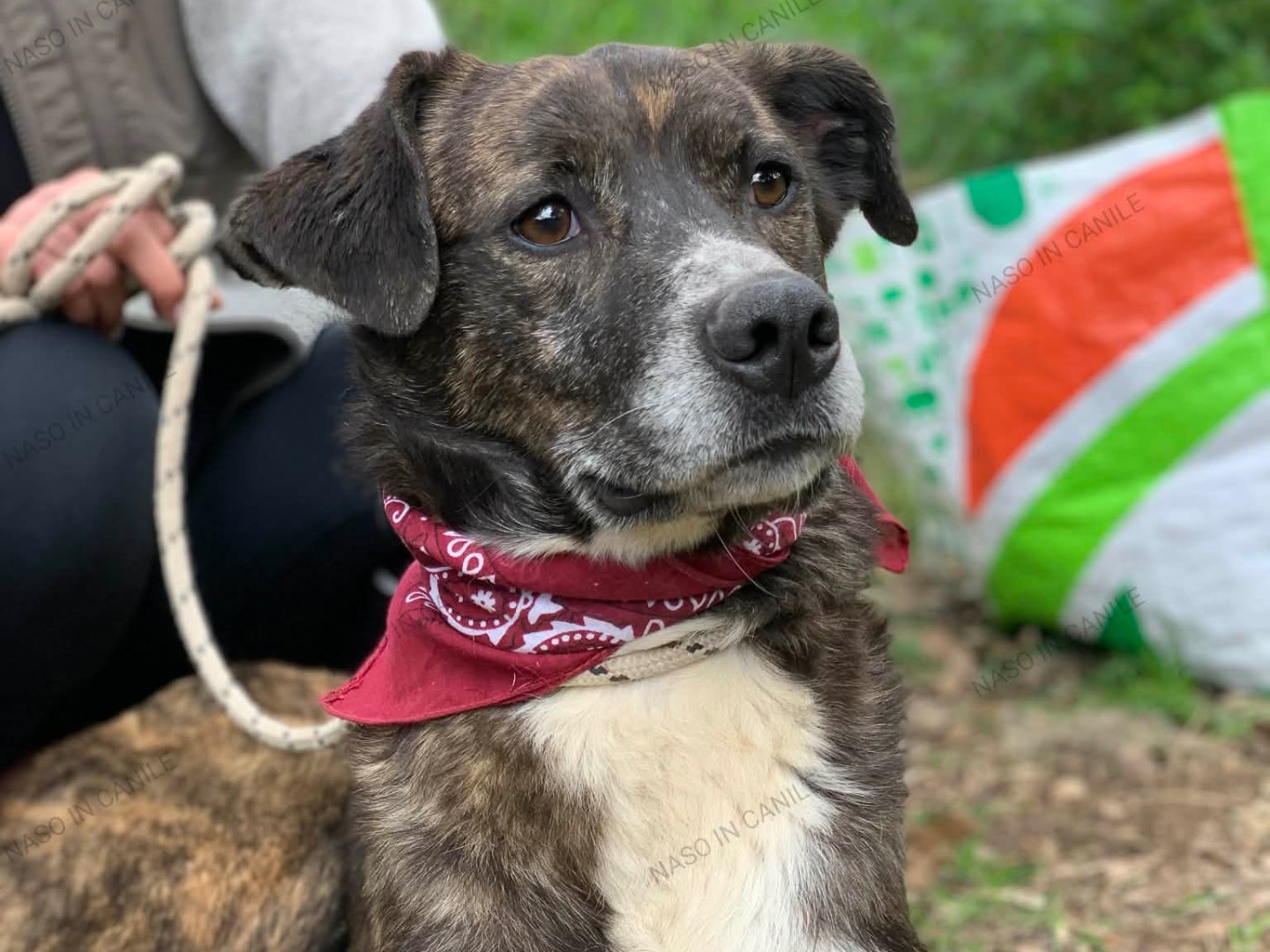 Adotta un cane, taglia media, maschio, Latina