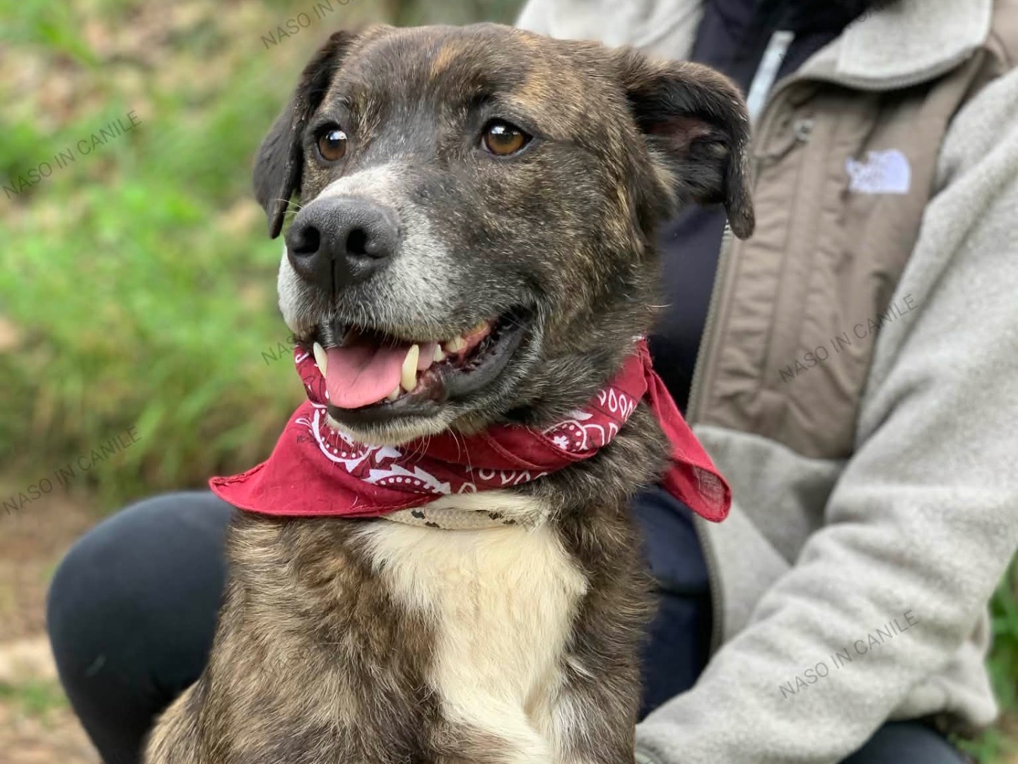 Adotta il cane Tigro  a Latina