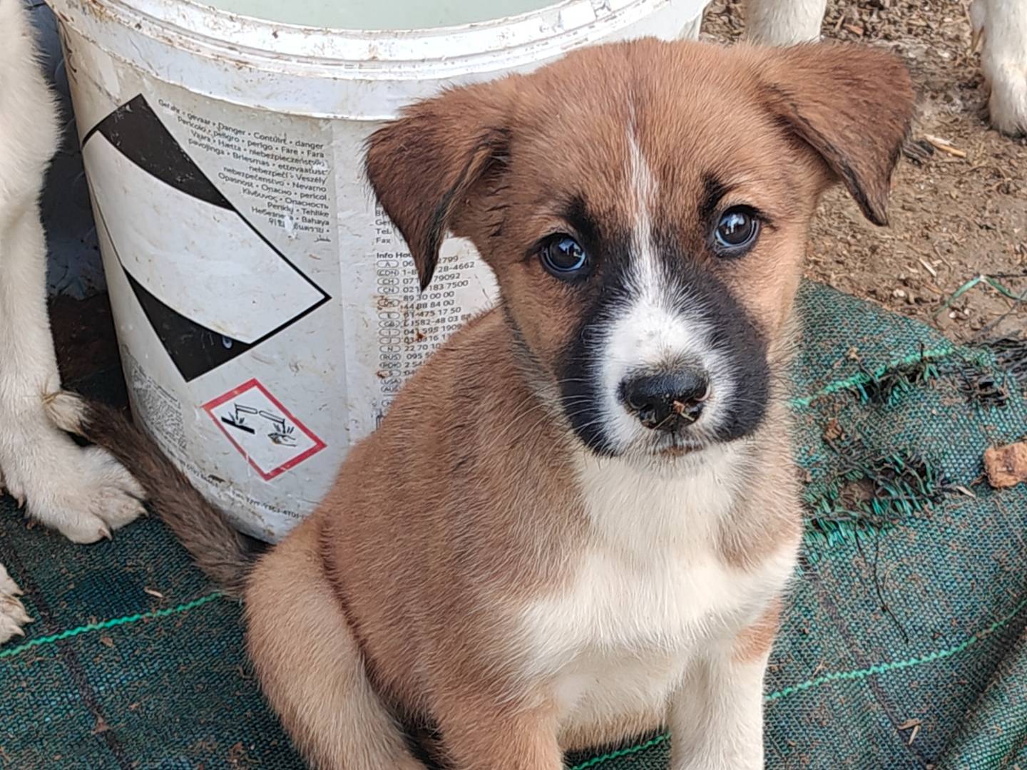 Adozione cane, maschio, Razza sconosciuta Razza sconosciuta, 2 mesi, taglia media, Trapani