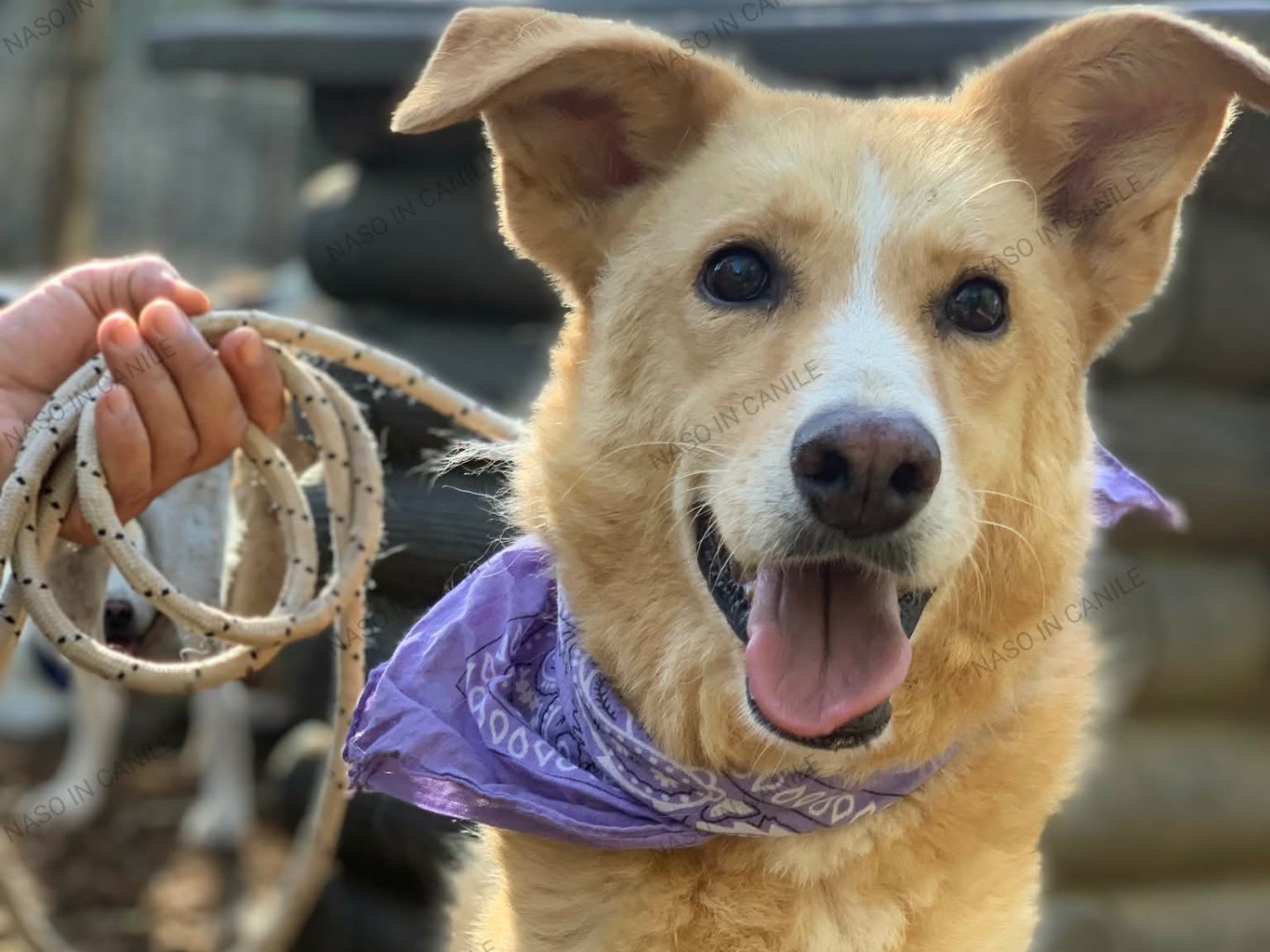 Adozione cane, femmina, Razza sconosciuta Razza sconosciuta, 7 anni e 10 mesi, taglia media, Latina