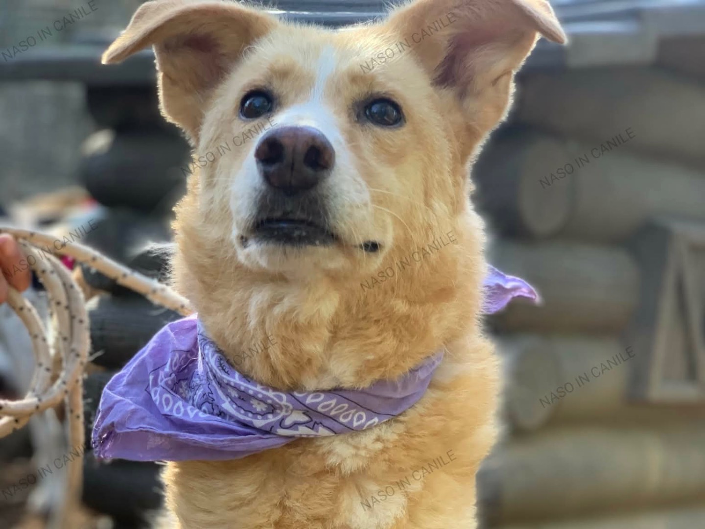 Adotta un cane, femmina, 7 anni e 10 mesi, Latina