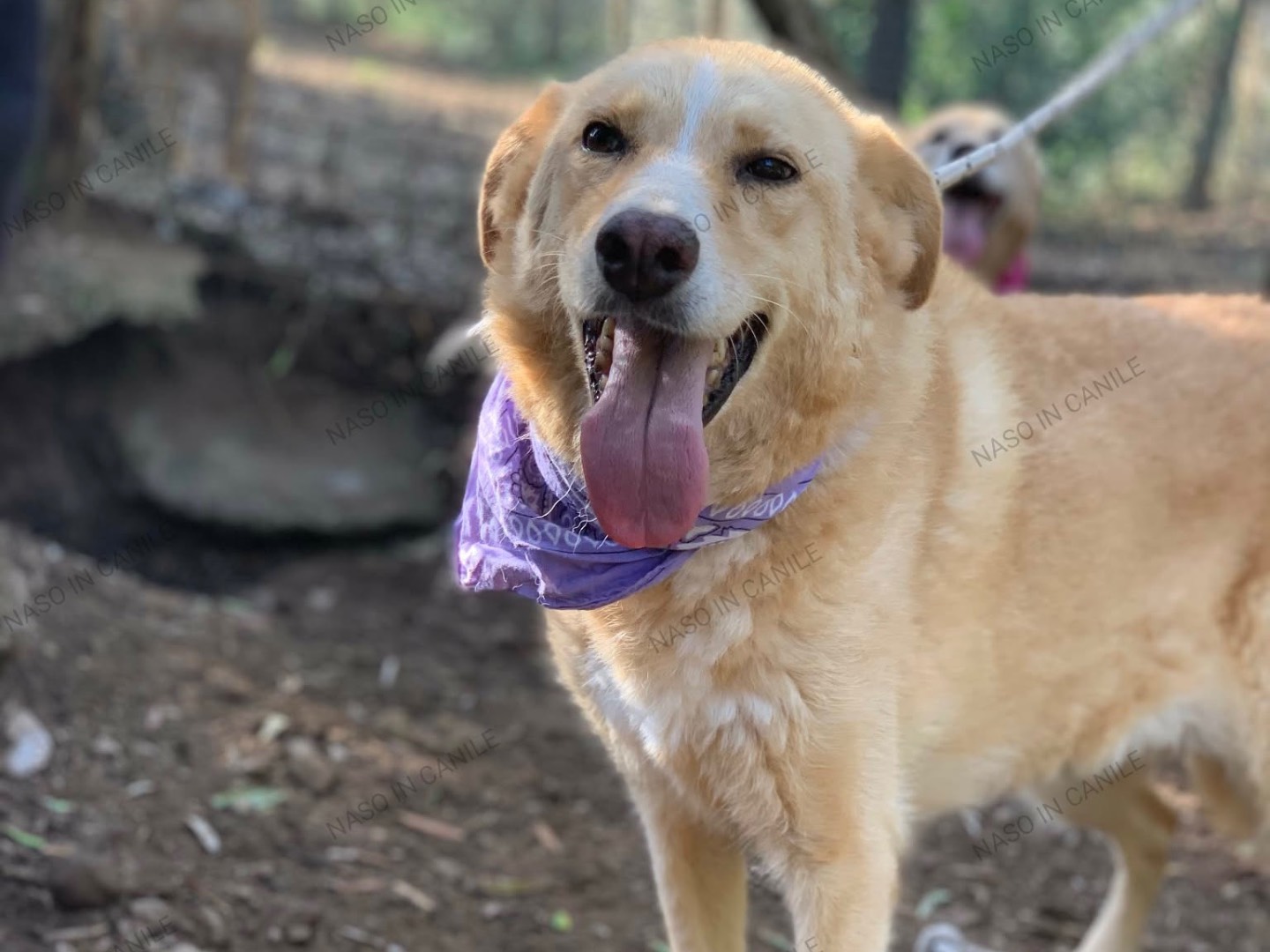 Adotta un cane, taglia media, femmina, Latina