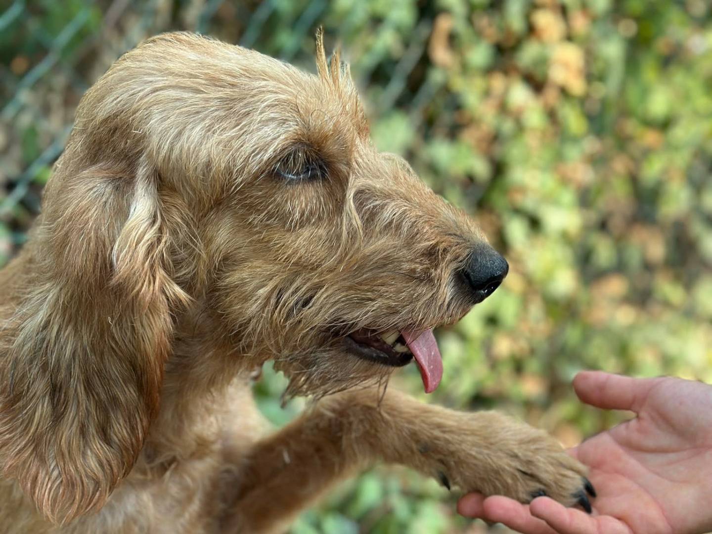 Adozione cane, femmina, Razza sconosciuta Razza sconosciuta, 12 anni e 8 mesi, taglia media contenuta, Piacenza
