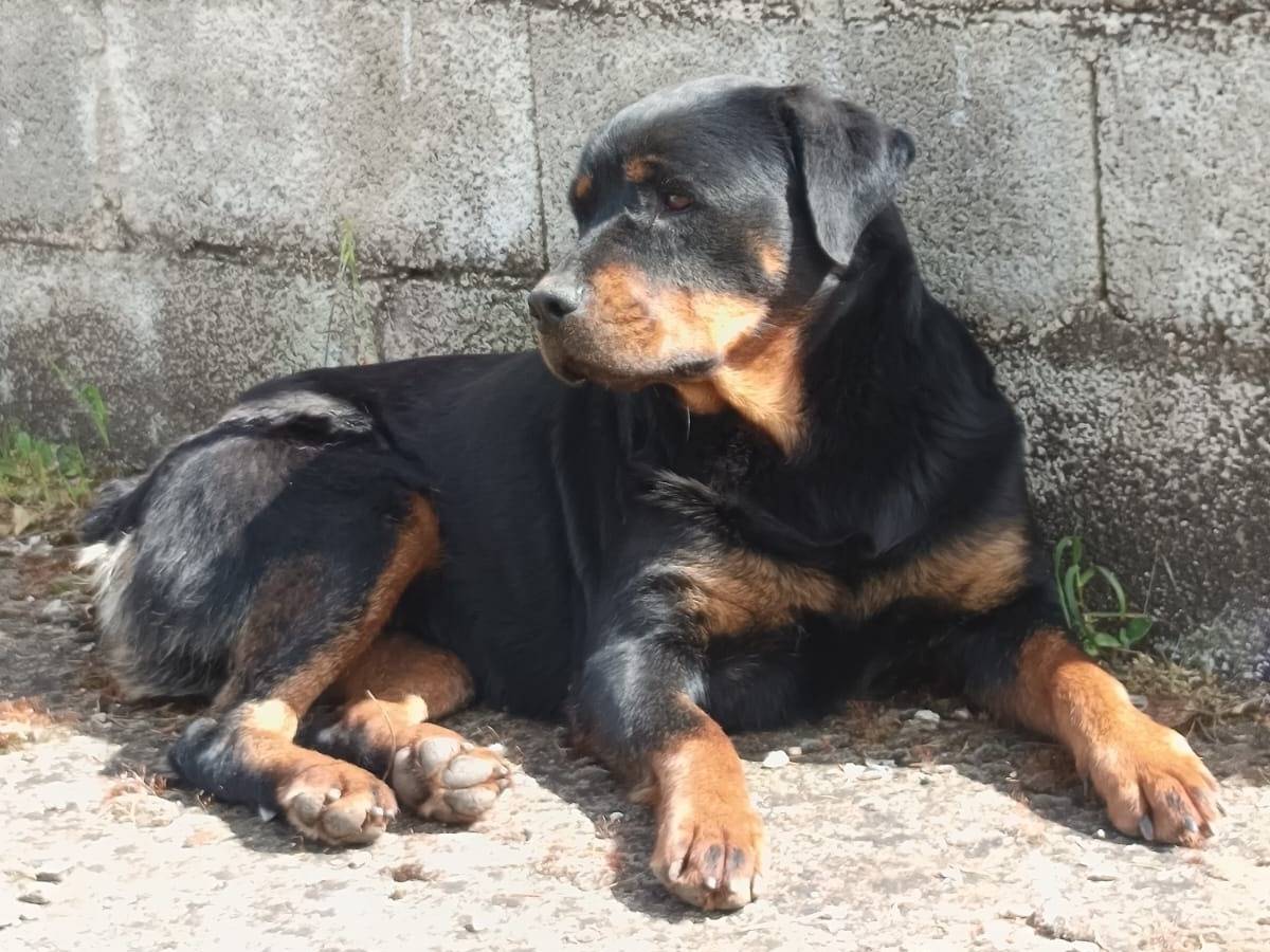 Adotta il cane Lupita a Milano