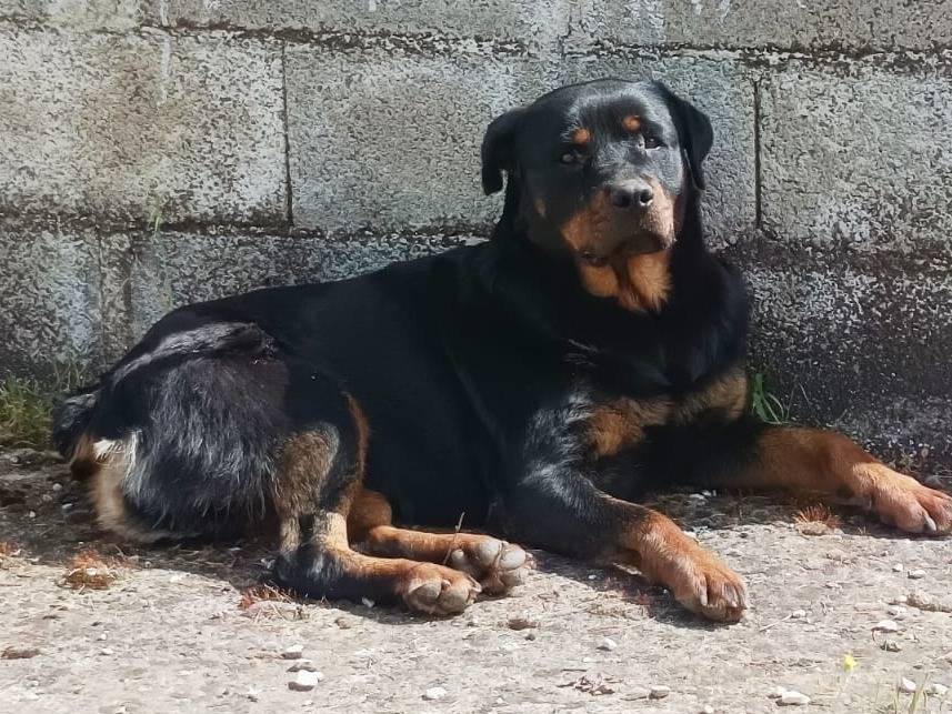 Vuoi adottare un cane a Milano?