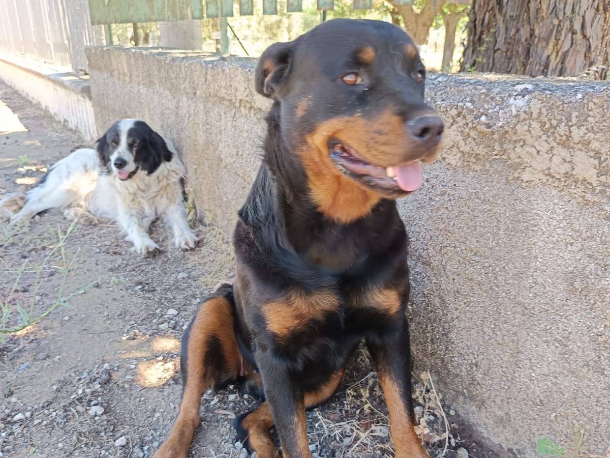 Adotta un cane, taglia grande, femmina, Milano