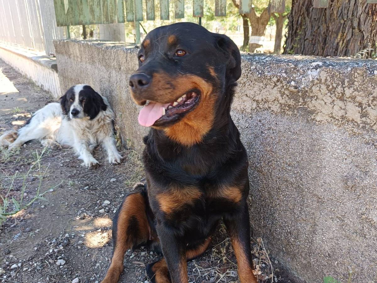 Adotta un cane, femmina, 1 anno e 8 mesi, Milano
