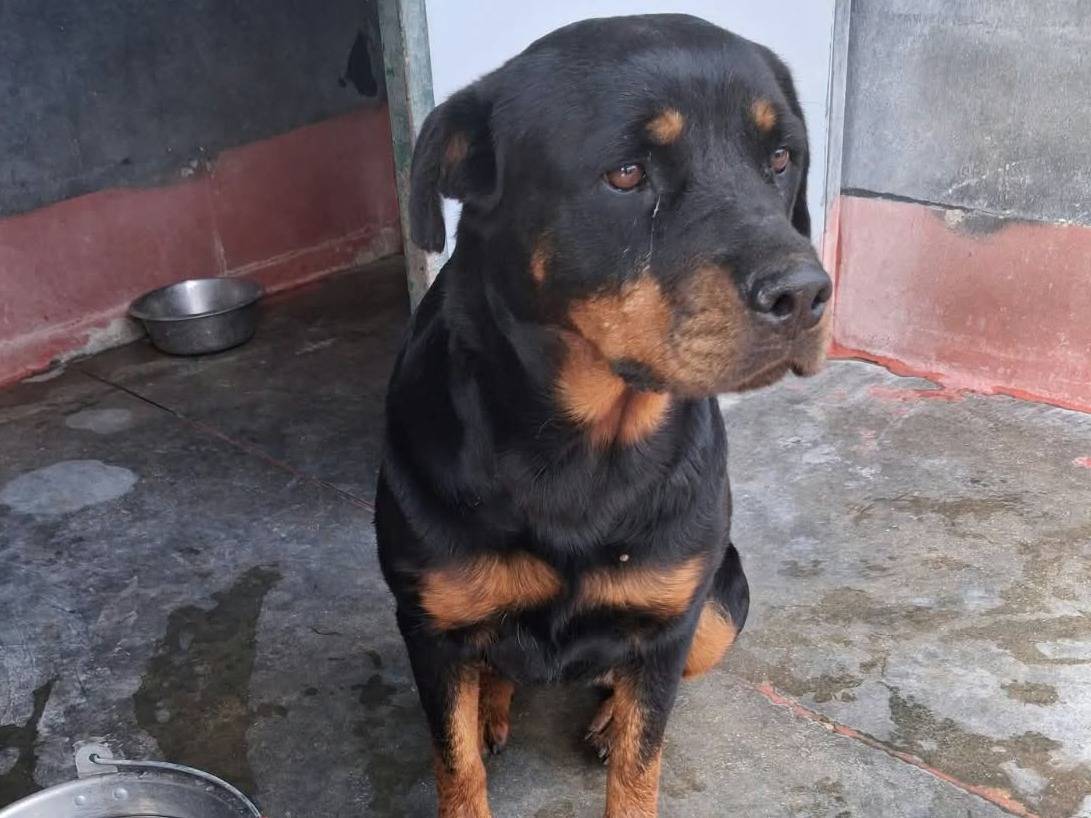 Adozione cane, femmina, Rottweiler Rottweiler, 1 anno e 8 mesi, taglia grande, Milano
