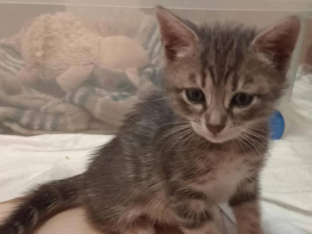 Adotta un gatto, maschio, 1 mese, Roma