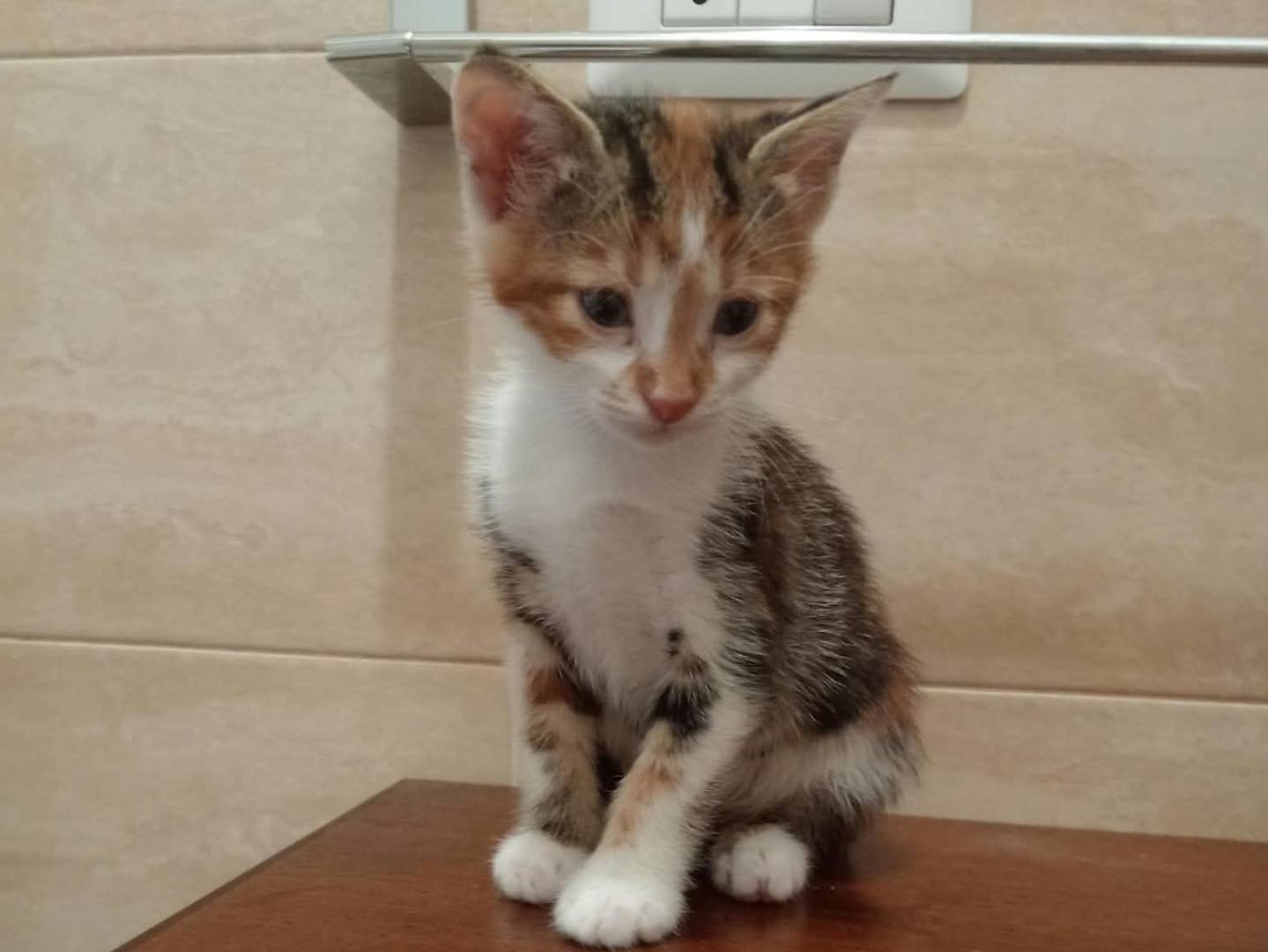 Adotta un gatto, taglia non valida, maschio, Roma