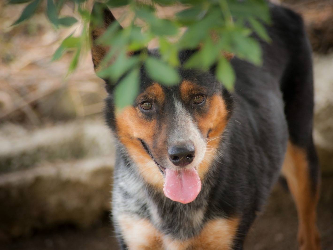 Adozione cane, maschio, Razza sconosciuta Razza sconosciuta, 3 anni e 4 mesi, taglia media, Frosinone