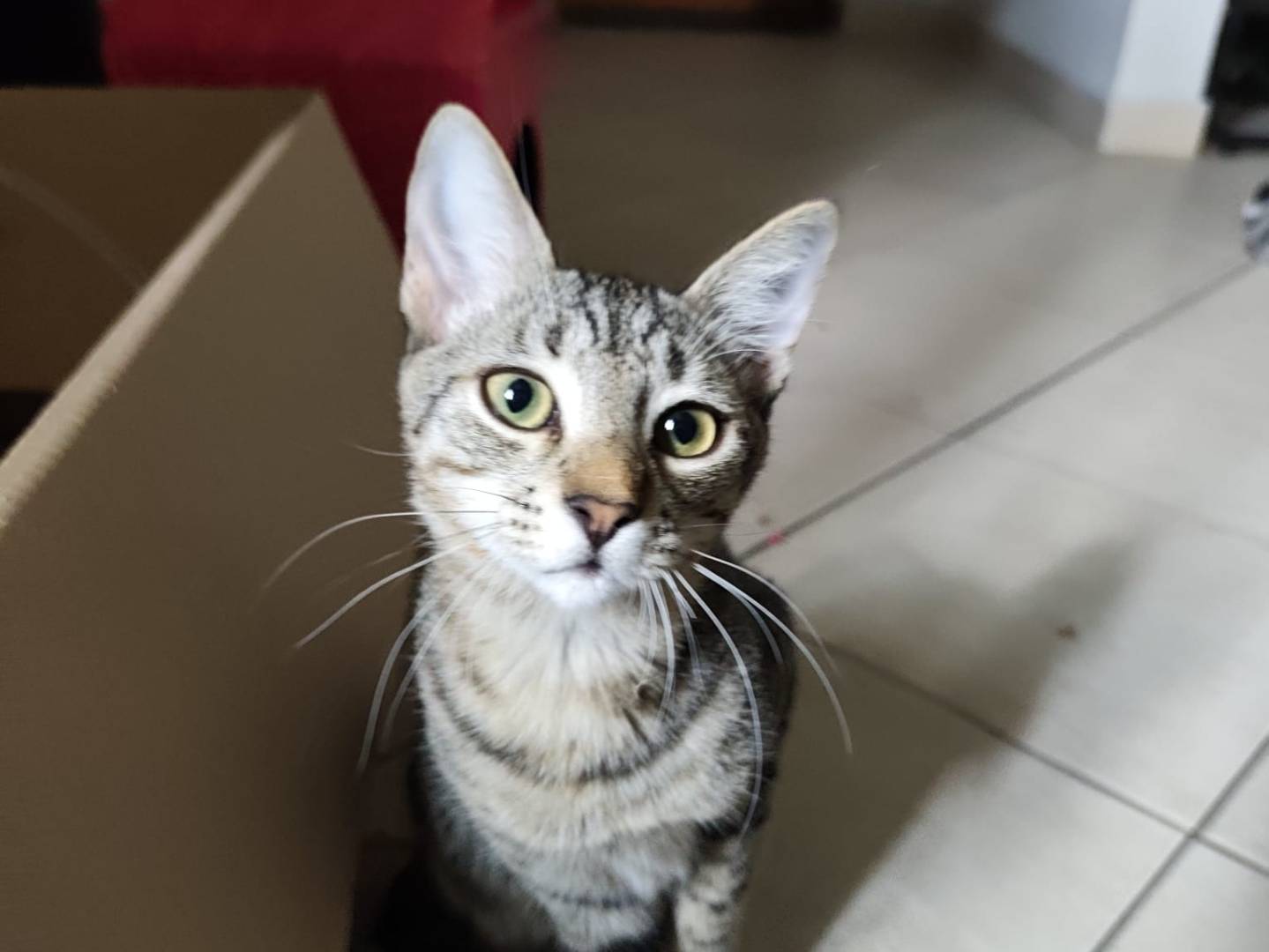Foto 2 dell'animale