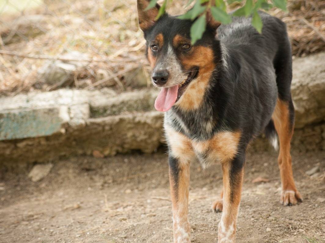 Adotta un cane, maschio, 3 anni e 4 mesi, Frosinone