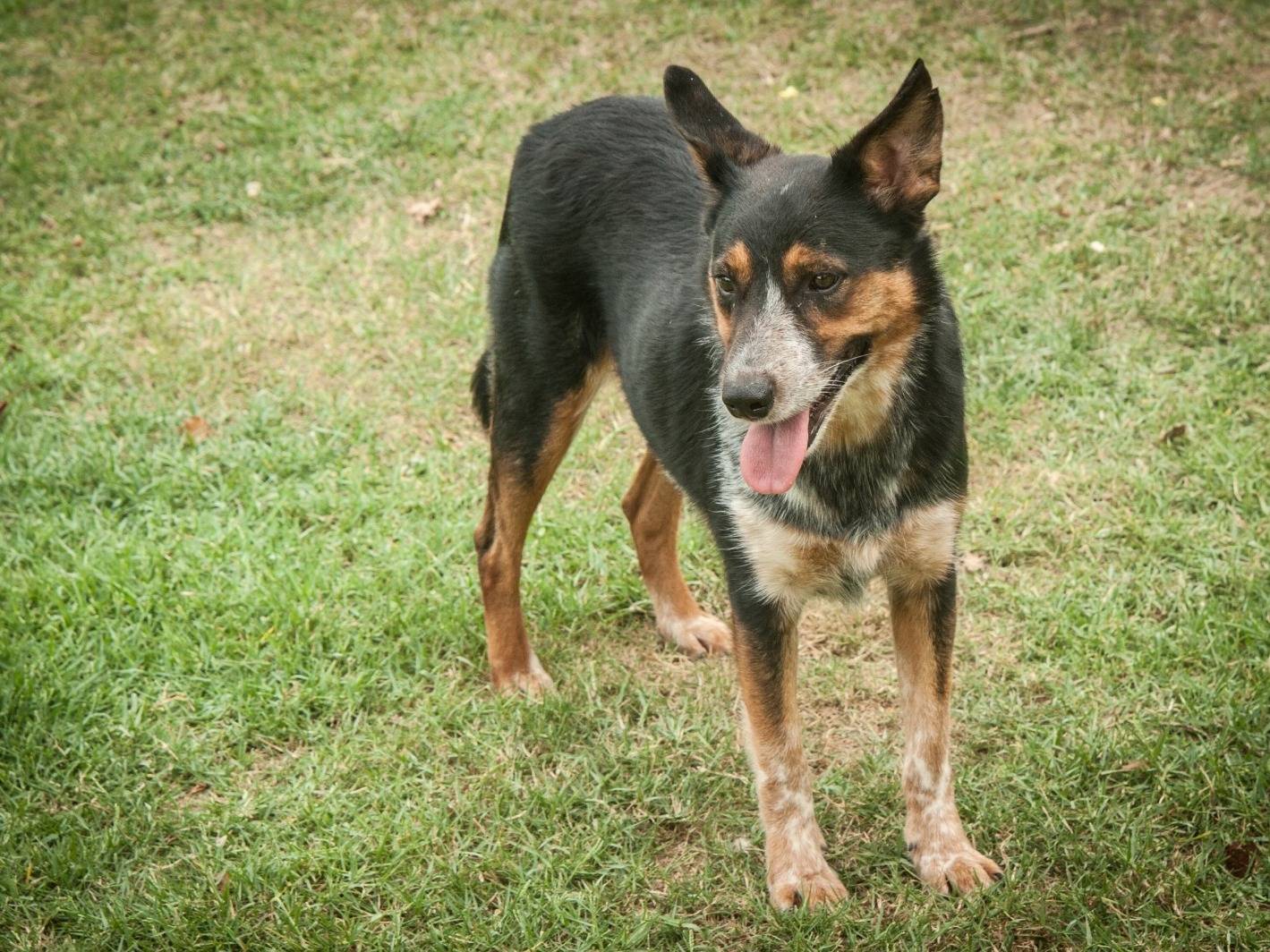 Adotta un cane, taglia media, maschio, Frosinone