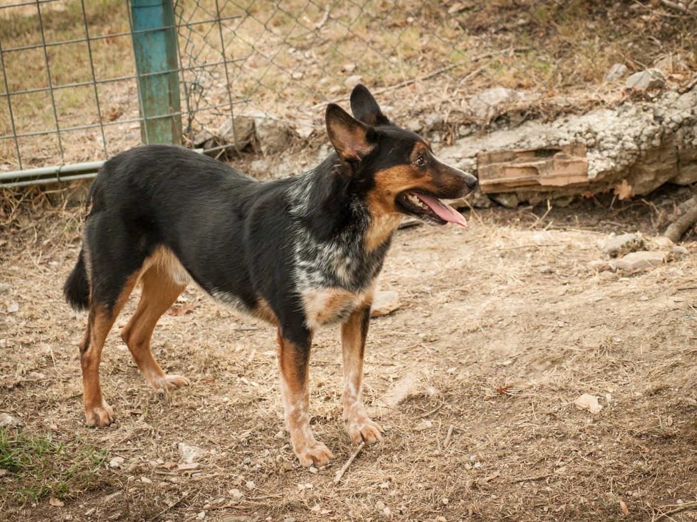 Vuoi adottare un cane a Frosinone?