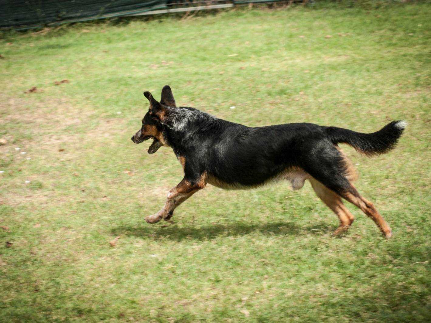 Adotta il cane Calzino  a Frosinone