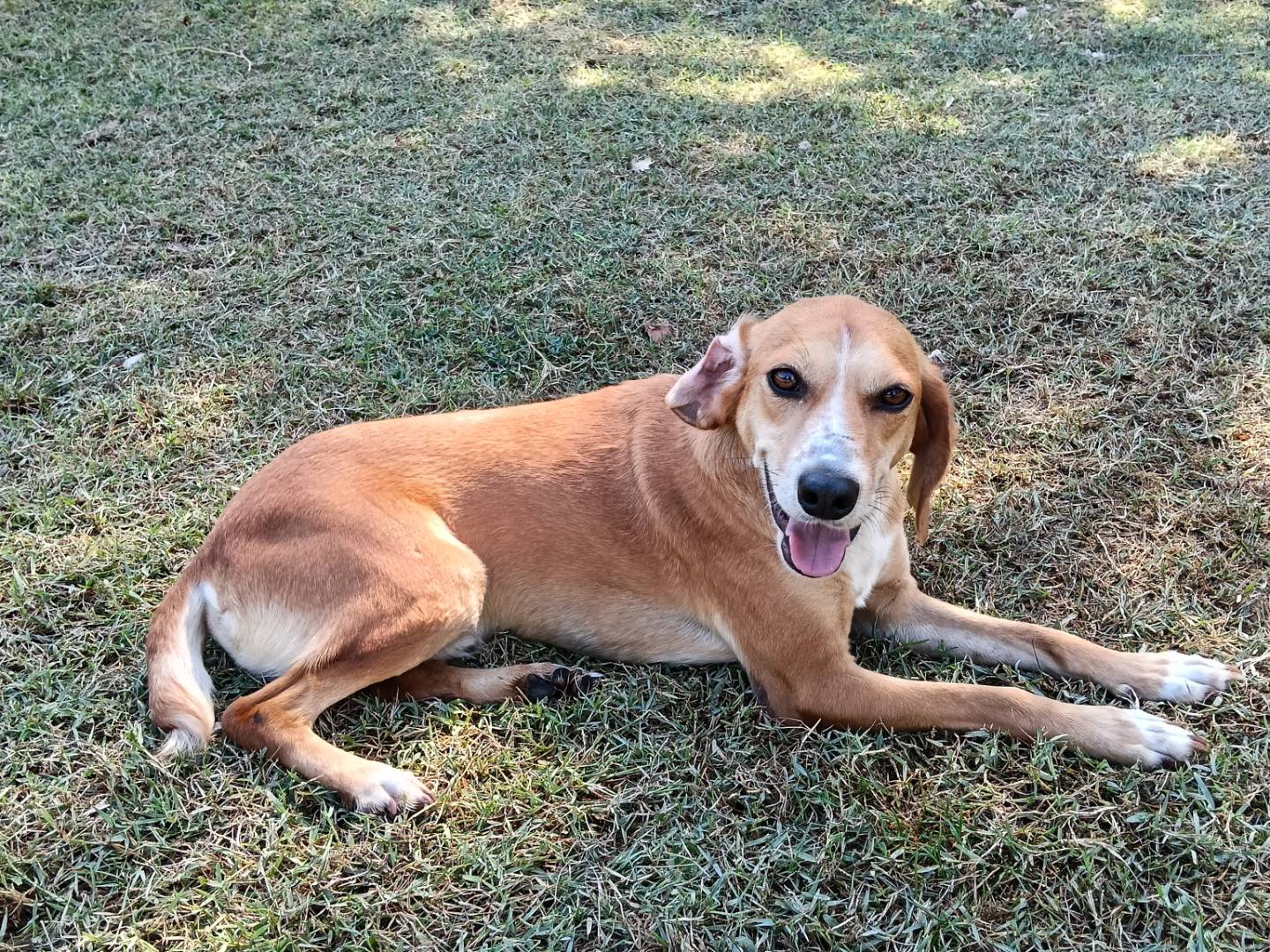 Adotta un cane, maschio, 3 anni e 2 mesi, Frosinone