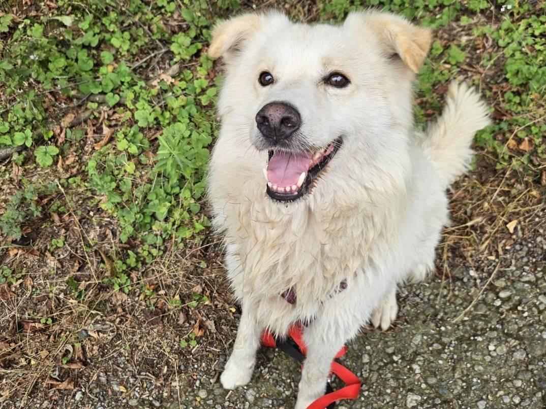 Adozione cane, maschio, Razza sconosciuta Razza sconosciuta, 5 anni e 3 mesi, taglia media, Novara