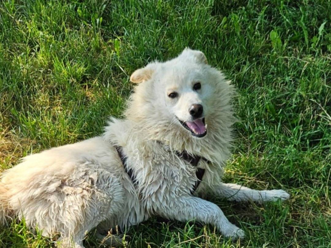 Adotta un cane, maschio, 5 anni e 3 mesi, Novara