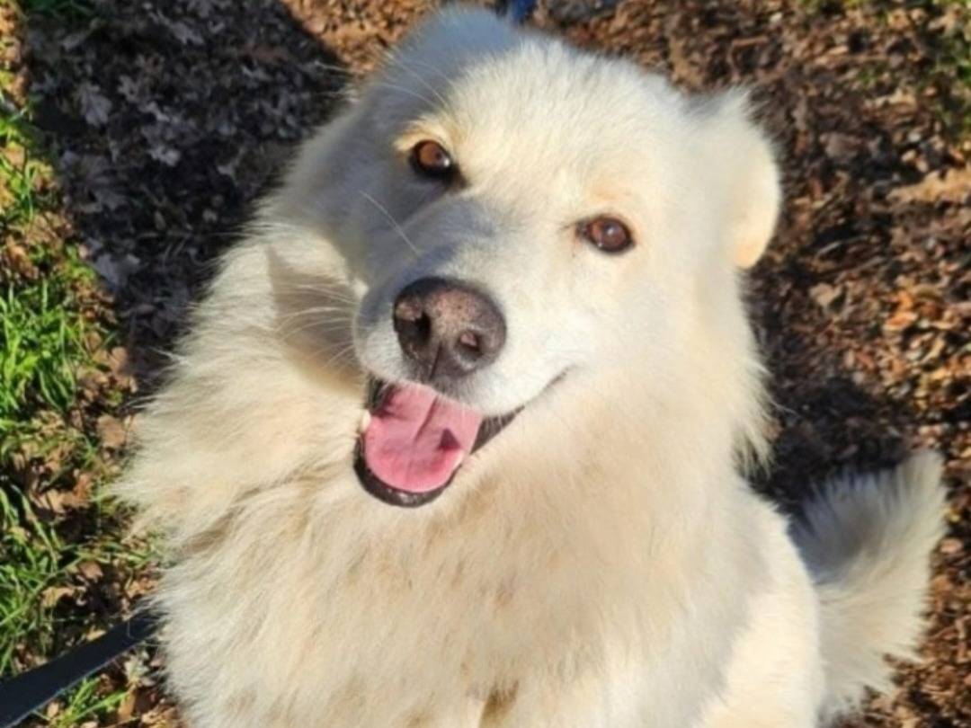 Adotta un cane, taglia media, maschio, Novara