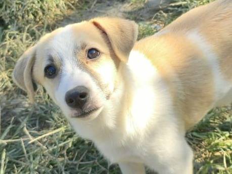 Adotta un cane, maschio, 3 mesi, Udine
