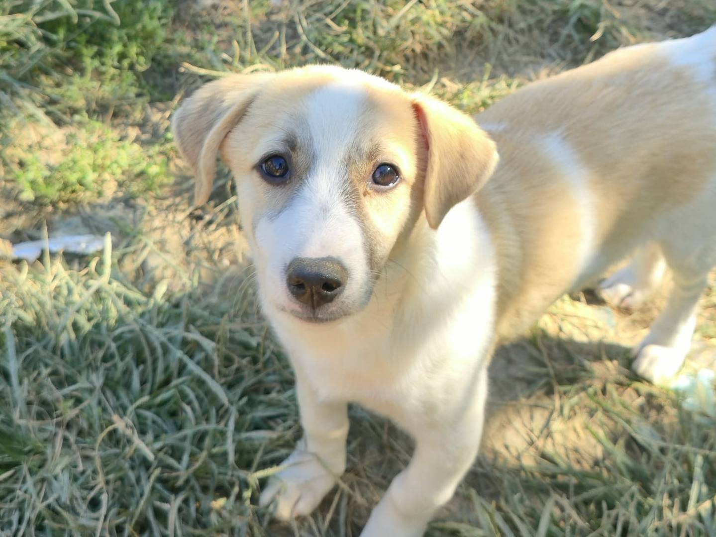 Adozione cane, maschio, Razza sconosciuta Razza sconosciuta, 3 mesi, taglia piccola, Udine
