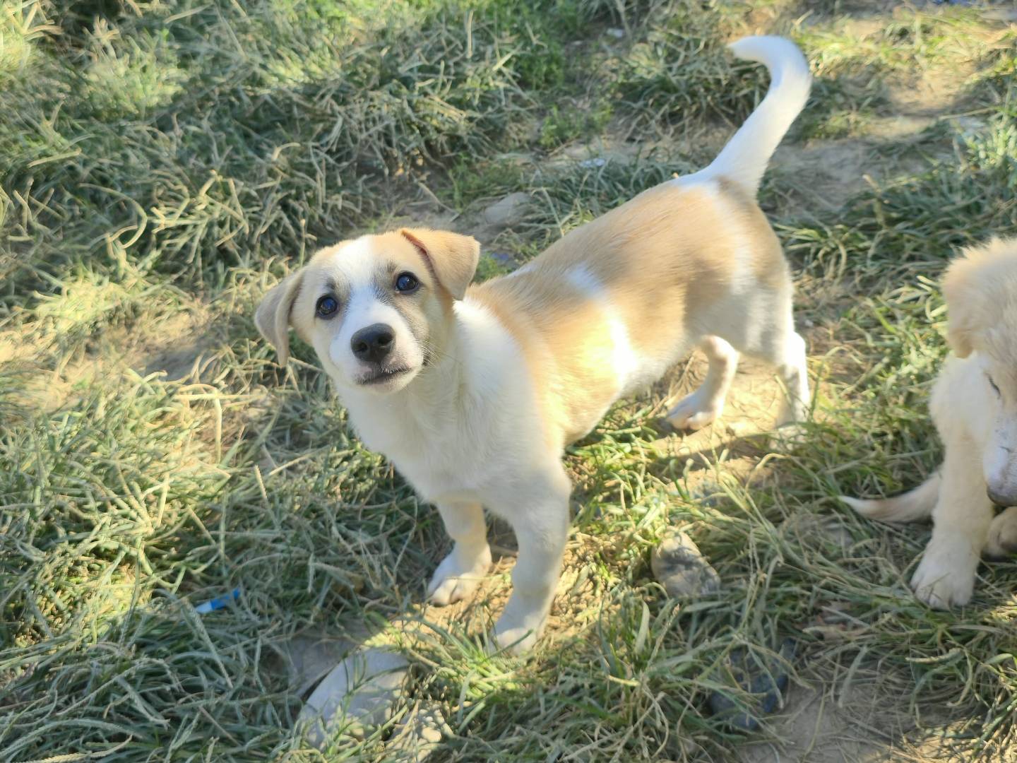 Adotta un cane, taglia piccola, maschio, Udine