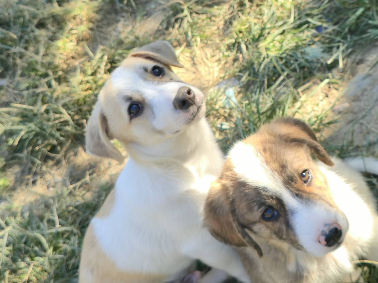 Vuoi adottare un cane a Udine?