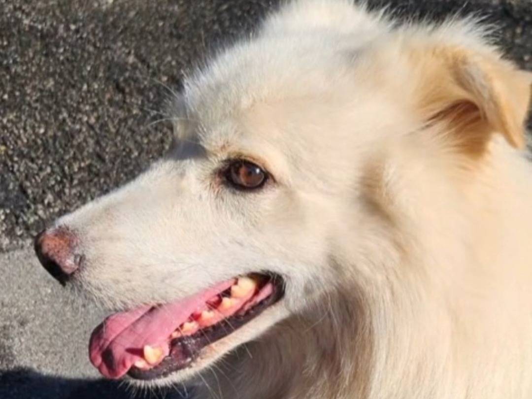 Adotta il cane Fiore a Novara
