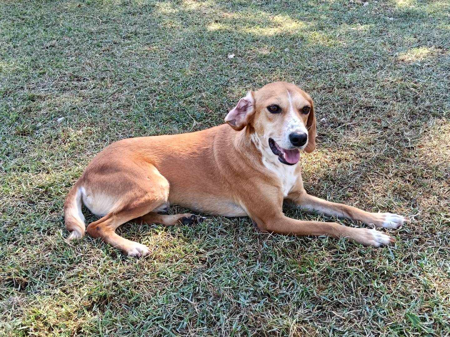 Adotta un cane, taglia media, maschio, Frosinone