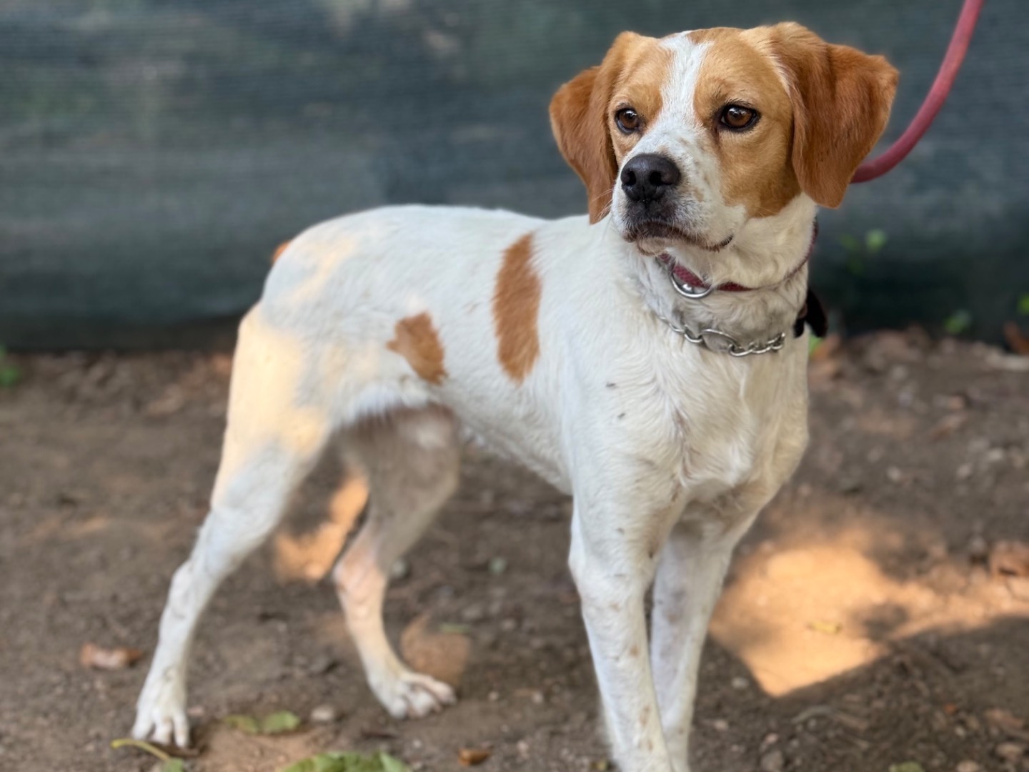 Adozione cane, maschio, Breton Razza sconosciuta, 2 anni, taglia media contenuta, Milano