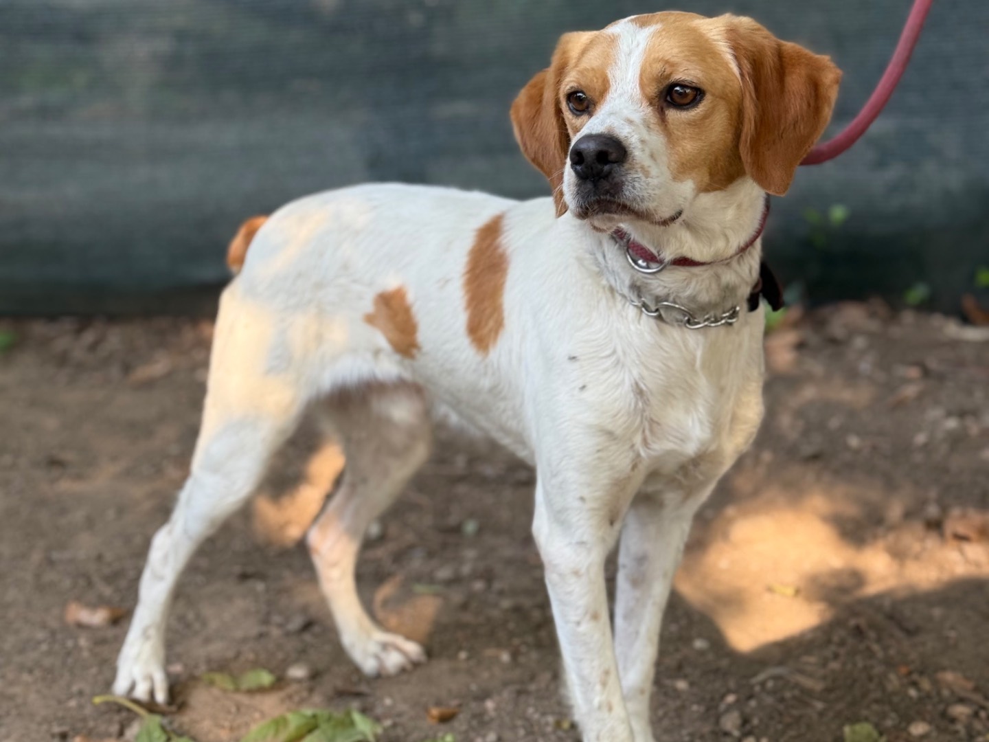 Adotta un cane, maschio, 2 anni, Milano