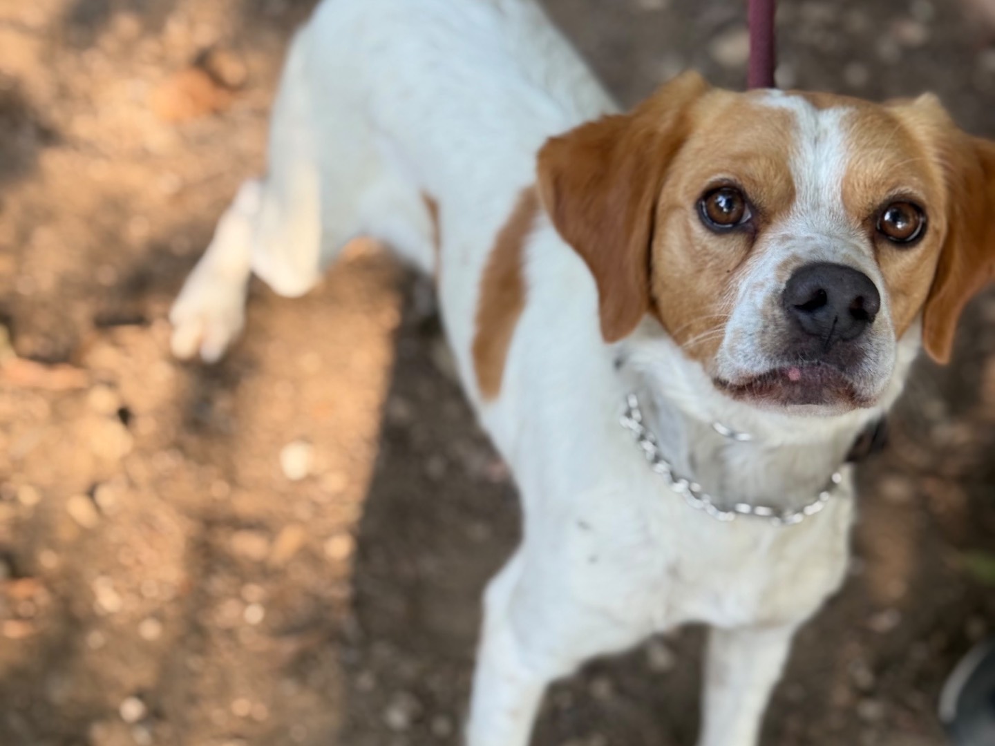 Adotta un cane, taglia media contenuta, maschio, Milano