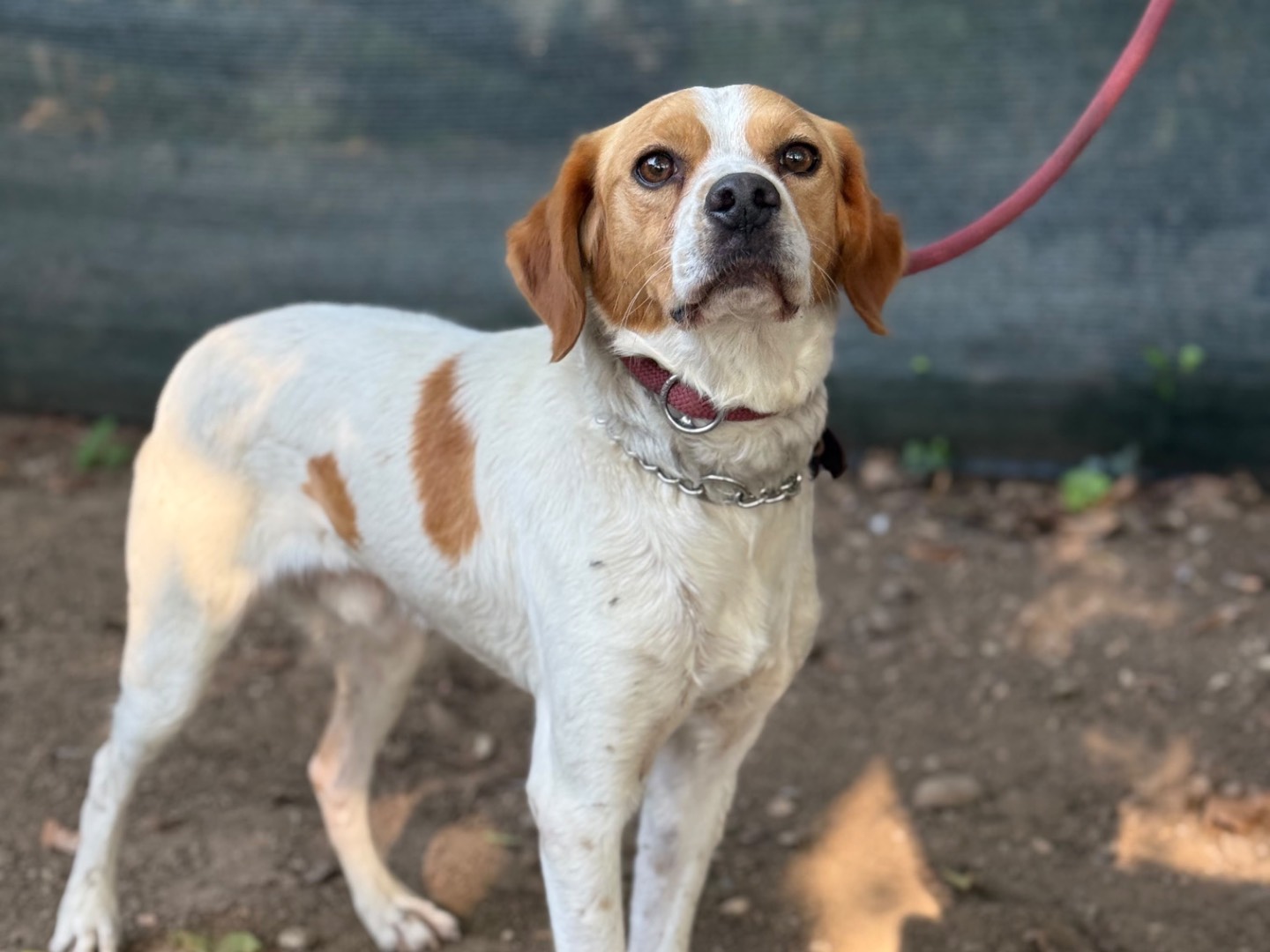 Vuoi adottare un cane a Milano?