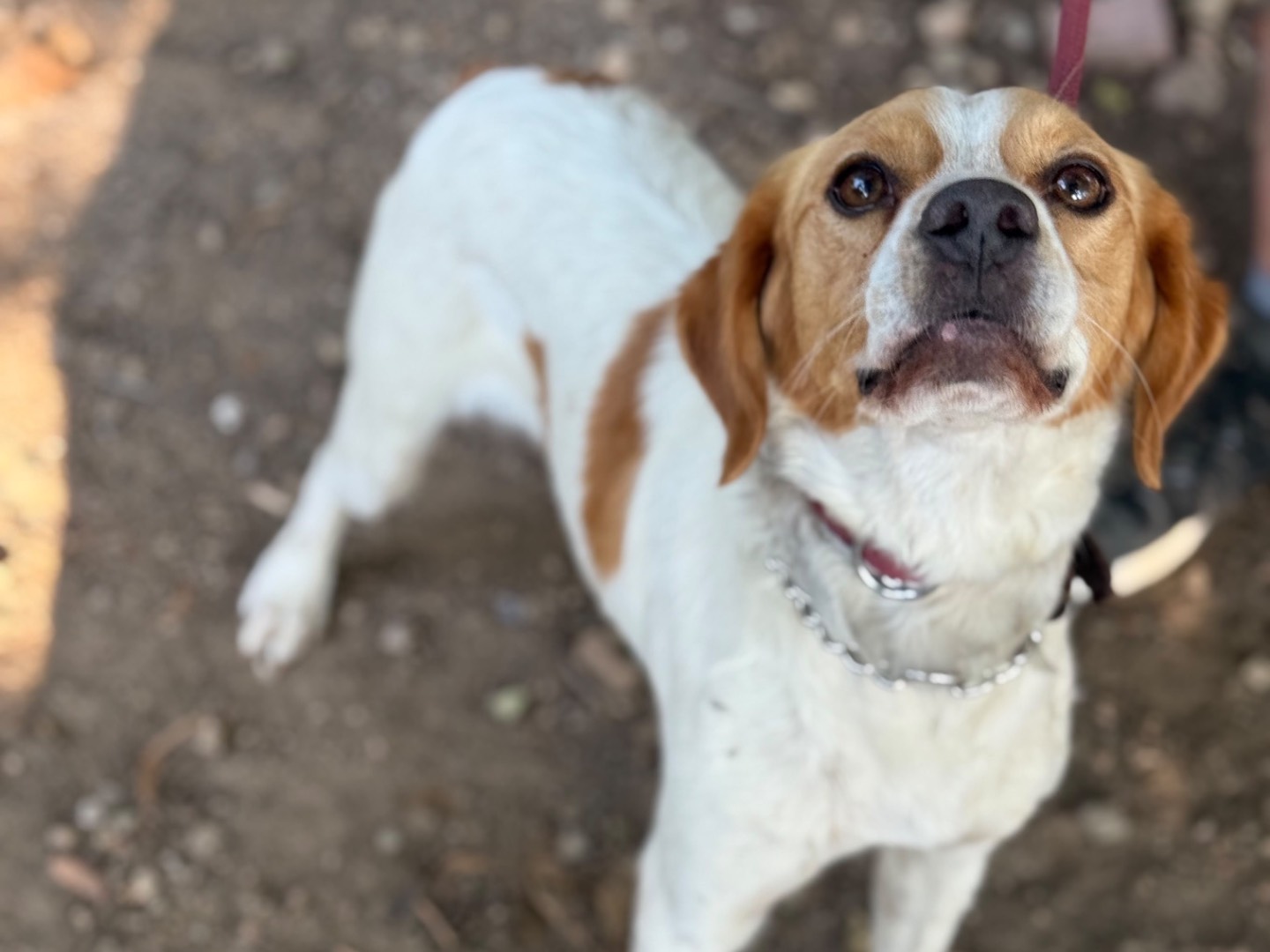 Adotta il cane Gio a Milano